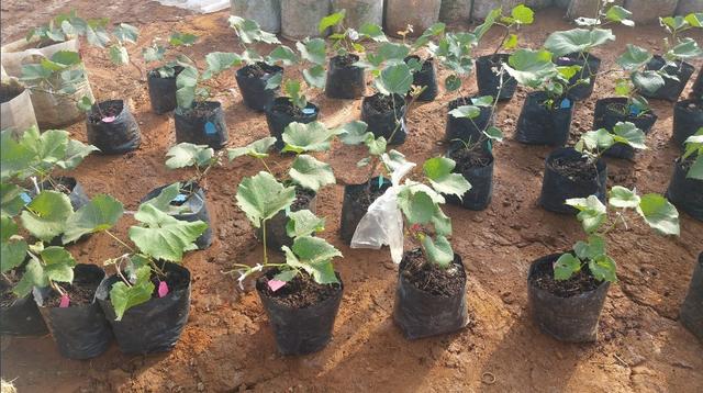 �ďU���ķ�֮�������ш@����Ҳ�ܞ���I(y��)���^����(y��ng)��(y��u)�|(zh��)���(y��ng)��õ��