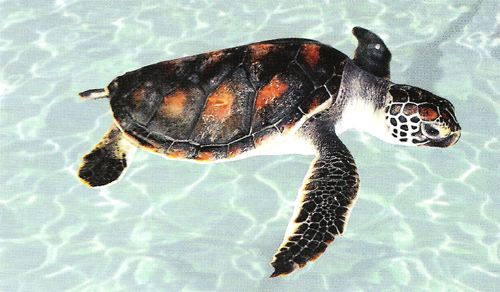 һ��һƷ���Sɳ�M�塱�o���ǻ��r(n��ng)�I(y��)��������(du��)���Mȫ����Դ