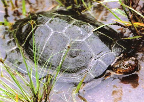 һ��һƷ���Sɳ�M�塱�o���ǻ��r(n��ng)�I(y��)��������(du��)���Mȫ����Դ