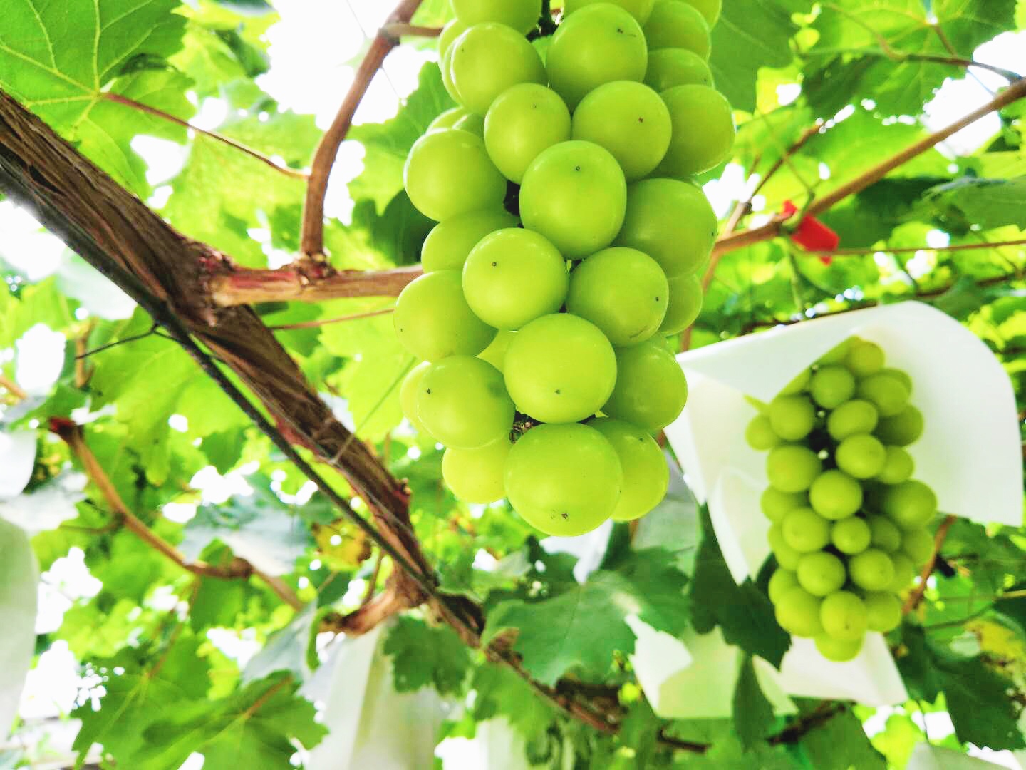 �읙�������a(ch��n)��(sh��)�(y��n)���؏ķN���N����Ʒ�|(zh��)ꖹ�õ���ϼ�����̳�