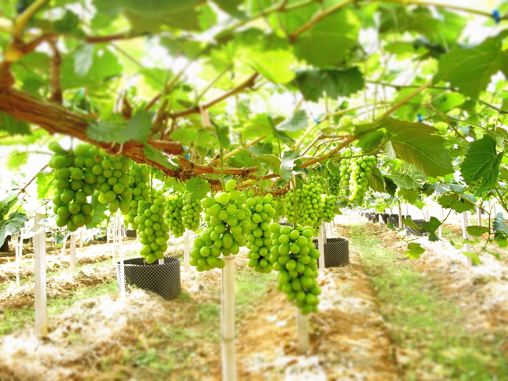 �읙�������a(ch��n)��(sh��)�(y��n)���؏ķN���N����Ʒ�|(zh��)ꖹ�õ���ϼ�����̳�