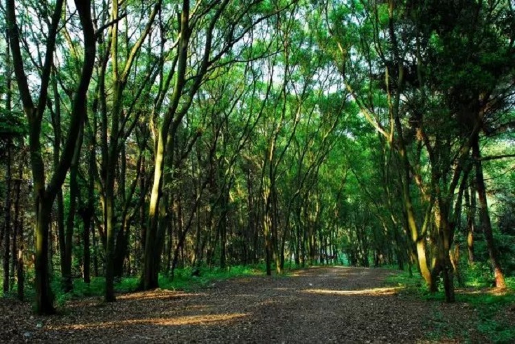 �V���������T(m��n)��ɭ�ֹ��@�����ǻ��r(n��ng)�I(y��)���g(sh��)������ɭ�ֻ��(z��i)��������