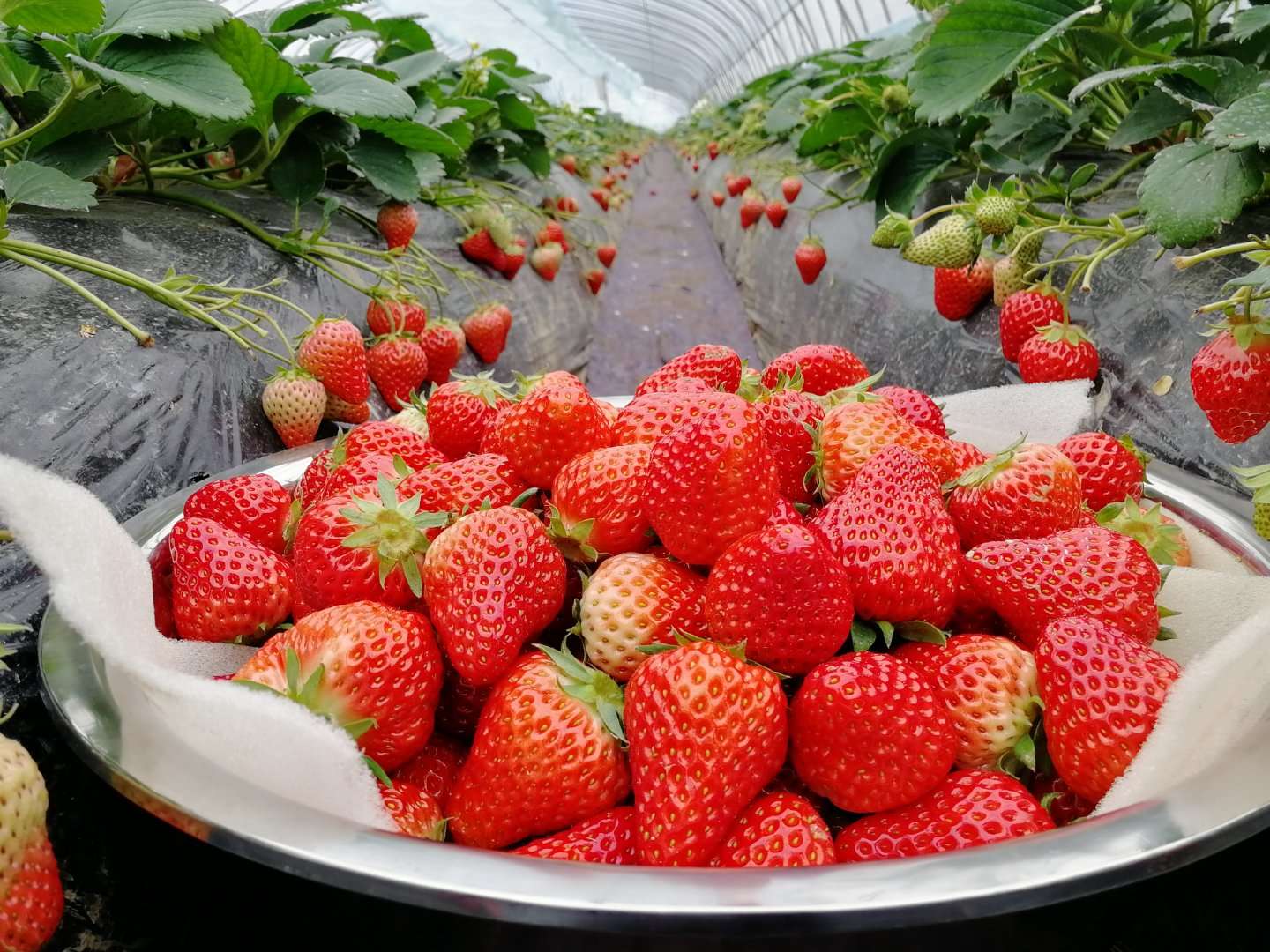 ����ʹ��ݮ���ֵ�c��������ı������ǈԶ����ƵĘ�(bi��o)��(zh��n)������