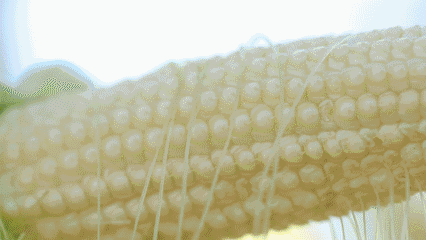 ��΢��ˮ�����ס����H��ζ�ٵĄ�(chu��ng)�������ǘ�(bi��o)��(zh��n)�Nֲ����������